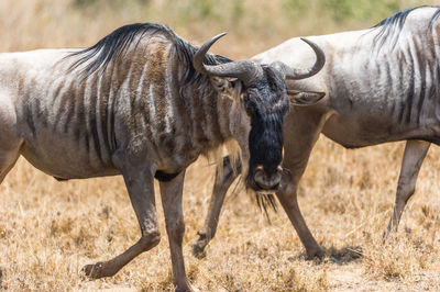 Close-up of wildebeests walking on field