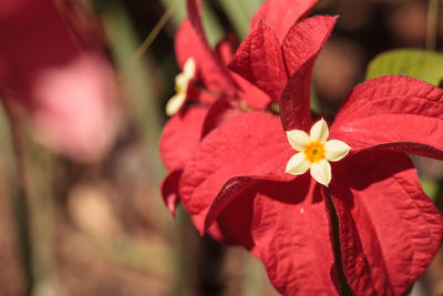 Close-up of red flowering plant