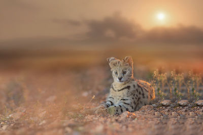 Portrait of cat relaxing on field during sunset