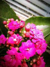 Close-up of pink flowering plants