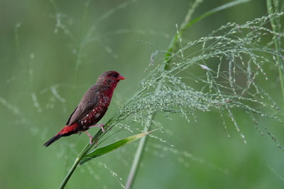 Close-up of bird perching on leaf