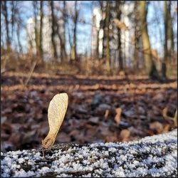 Close-up of fallen tree on field in forest