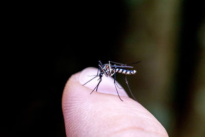 Close-up of insect on hand against black background