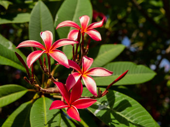 Close-up of frangipani on plant