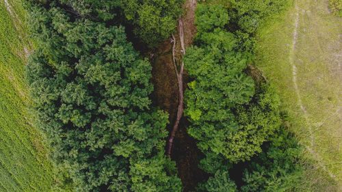 High angle view of moss growing on tree in forest