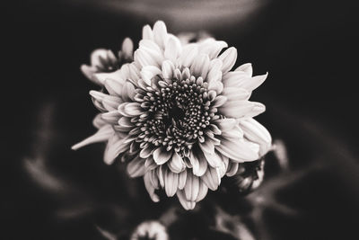 Close-up of flowering plant against black background