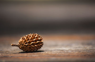 Close-up of asian pine cones