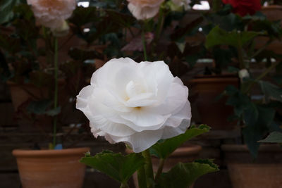 Close-up of white rose