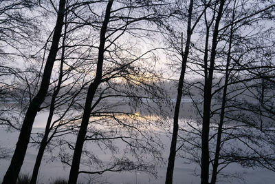 Low angle view of silhouette bare trees against sky