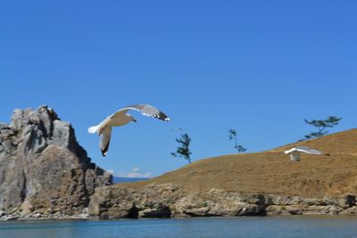 Bird flying against clear blue sky