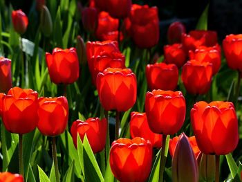 Close-up of tulips blooming on field