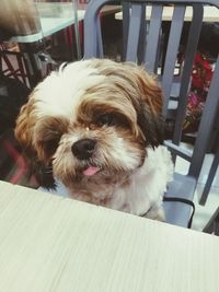 Close-up of dog sitting on chair