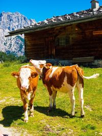 Cow standing on field against sky