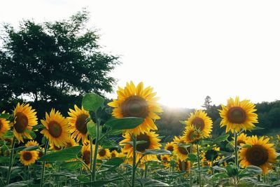 Sunflower blooming in field