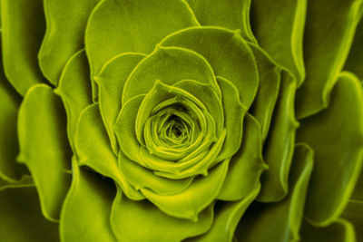 Full frame shot of white rose