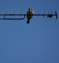 Low angle view of barbed wire against clear sky