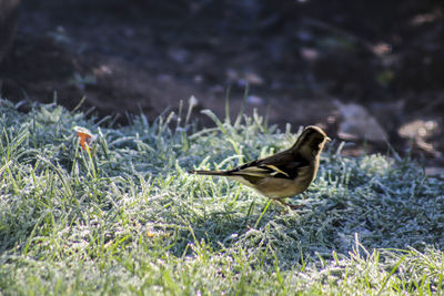 Bird perching on grass