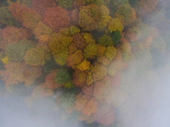 Full frame shot of multi colored leaves