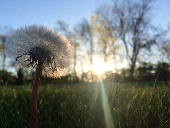 Close-up of dandelion on field