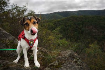 Dog standing on rock