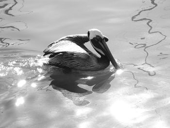 High angle view of duck swimming in lake