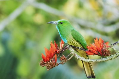 Close-up of bird perching on flower