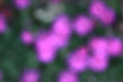 Close-up of purple flowering plants