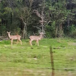 Deer on grass