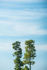 Low angle view of tree against sky