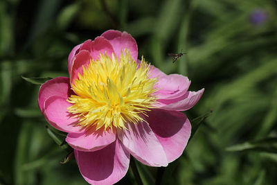 Close-up of pink flower