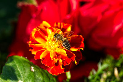 Close-up of insect on red flower
