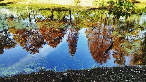 Reflection of trees in lake