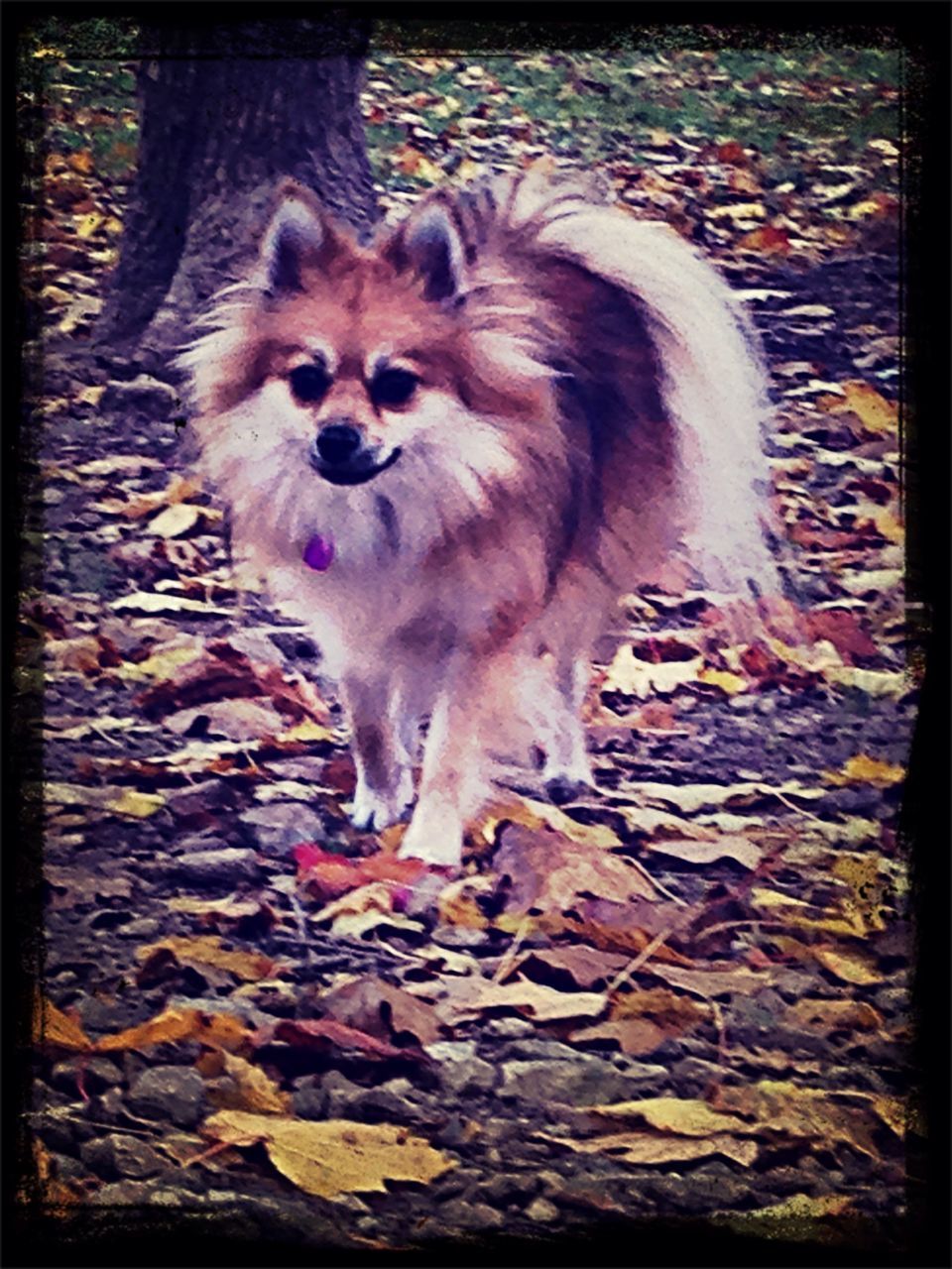 animal themes, mammal, one animal, domestic animals, pets, transfer print, auto post production filter, dog, forest, wildlife, leaf, full length, sitting, high angle view, portrait, outdoors, nature, day, field, animals in the wild