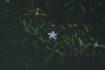 Close-up of white flowering plant