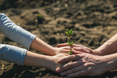 Close-up of woman hand holding plant