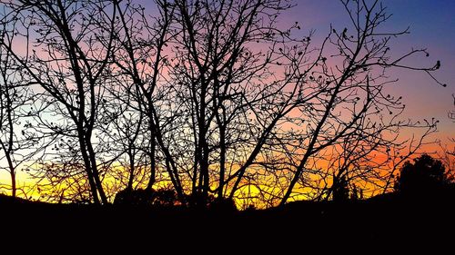 Silhouette trees against sky during sunset