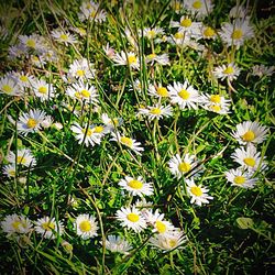 Close-up of white daisies blooming on field