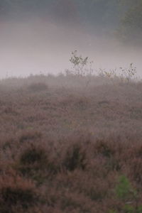 Trees on field against sky