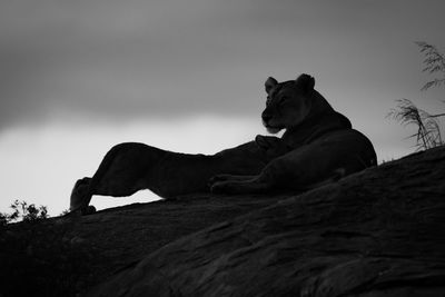 Cat relaxing on rock against sky