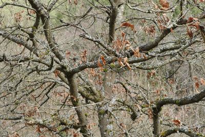 Low angle view of bare tree