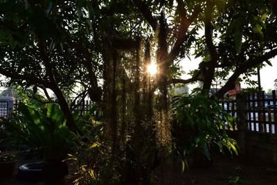 Sunlight streaming through trees on sunny day