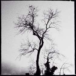 Low angle view of bare tree against clear sky