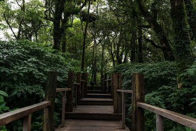 Wooden footbridge amidst trees in forest