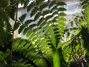 Close-up of green leaves