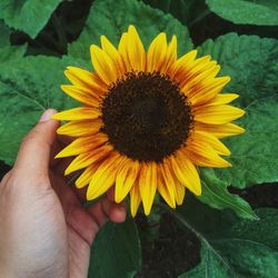 Close-up of cropped hand holding dandelion