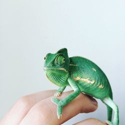 Close-up of chameleon perching on hand