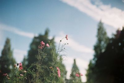 Close-up of pink flowers against sky