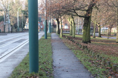 Road amidst trees in city