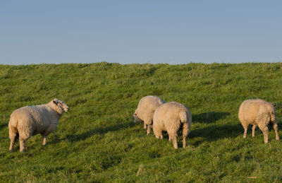 Sheep grazing in a field