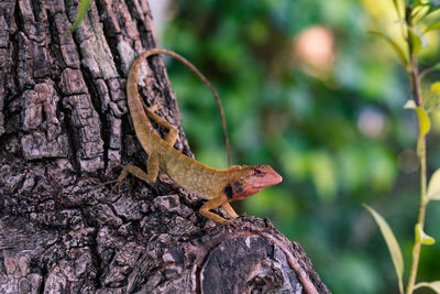 Close-up of lizard on tree trunk